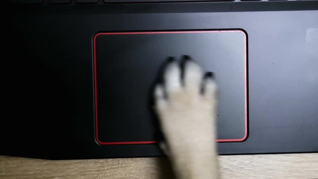 Top view of Dog's paw uses the touchpad on a laptop in close-up