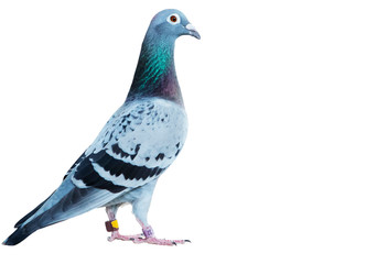 portrait full body of speed racing pigeon isolate white background