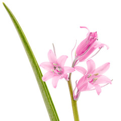 Pink flower of scilla , isolated on white background