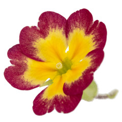 Obraz na płótnie Canvas Flower of primrose, isolated on white background