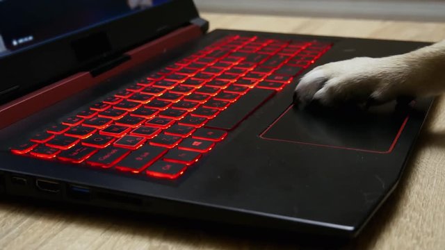 Dog's paw uses the touchpad on a laptop, plays games, surfs the Internet in close-up