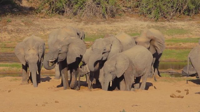 Drought make elephants dig for water in a dried up river in Tanzania.