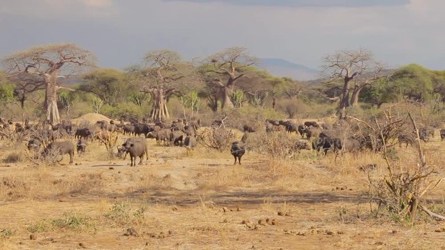 Slow pan to the right of a herd of african cape buffalos bulls eating in the savannah.