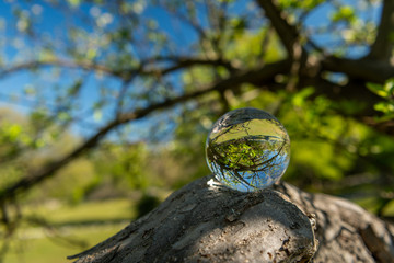 A glass ball lying on a branch of a tree