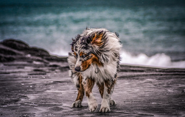 dog aussie AustralianShepherd nature bluemerl