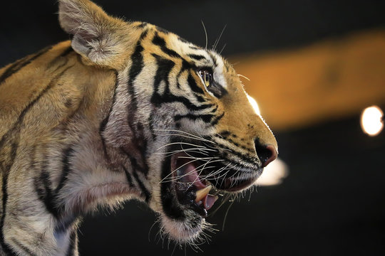 Closeup head shot of Tigers in dark tone with orange lighting at background. Animal wildlife concept.