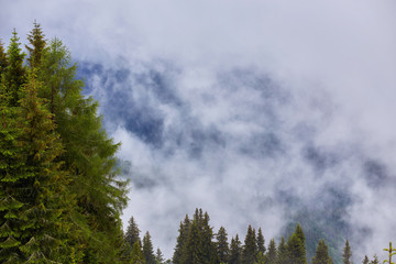 The fir-tree forest in the fog