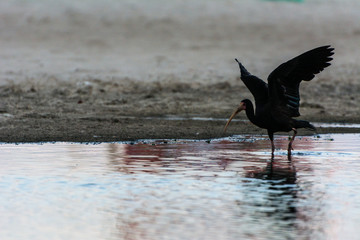 Black bird with long beak landing on a surface of water, in Campeche, Florianopolis, Brazil.