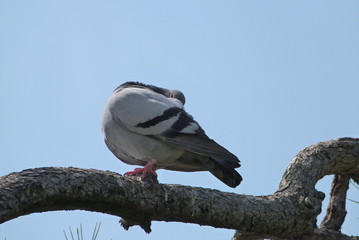 木にとまる鳩