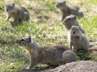 Belding Ground Squirrel Family