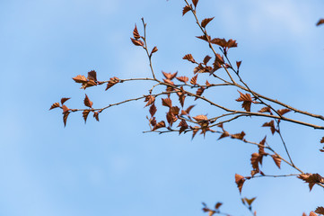 Birch (Betula pendula) Purpurea in the spring against the blue sky