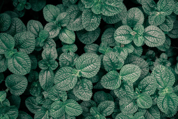 tropical leaves circle shape top view background blue and dark tone.Frusty style