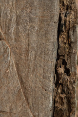 background wood texture with trees