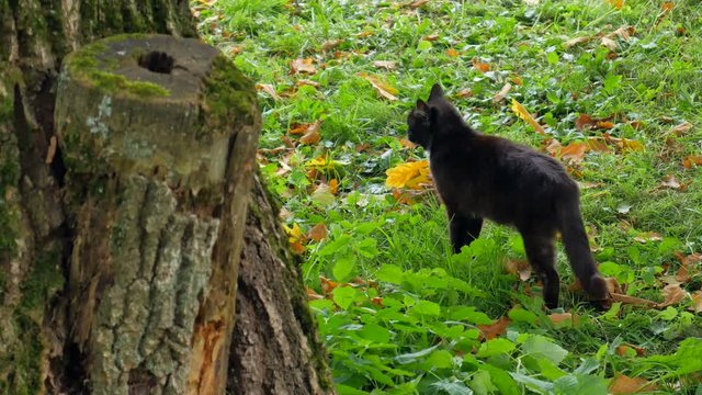 A black cat stood near the tree.