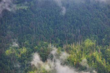 The fir-tree forest in the fog