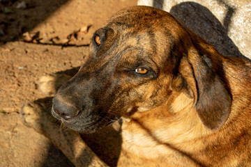 brown dog lying down, standing, looking forward