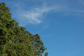 background with blue sky, trees and 