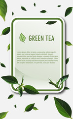 Green tea banner. Green tea vector illustration.