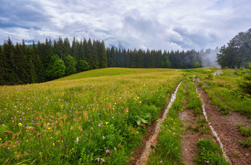 Forest road going through pine forest