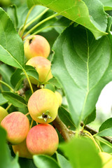 Fresh apples on the tree.