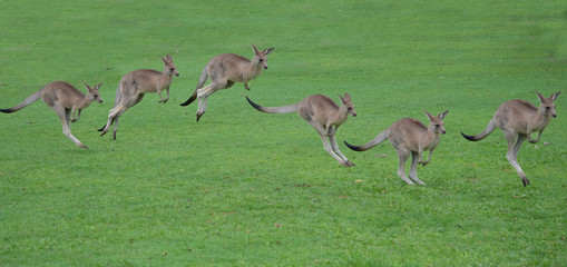 kangaroos hopping sequence 