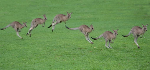Fotobehang kangoeroes hoppen volgorde © Alexandra Griffiths