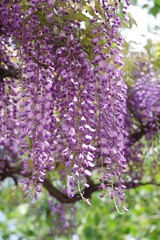 藤棚で咲いている藤の花