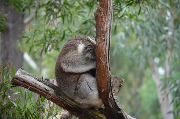 Koala sleeping close up fur tree Australia marsupial gum tree