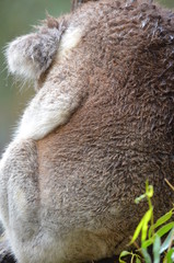 Koala sleeping close up fur tree Australia marsupial gum tree