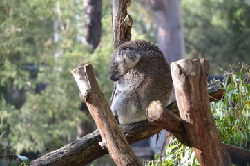 Koala sleeping close up fur tree Australia marsupial gum tree