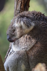 Koala sleeping close up fur tree Australia marsupial gum tree
