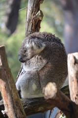 Koala sleeping close up fur tree Australia marsupial gum tree