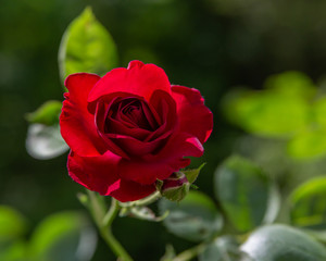 Red rose