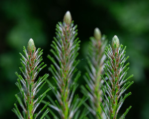 Young pine tree.