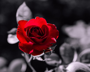 Red rose