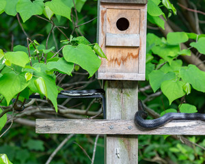 Black Rat Snake