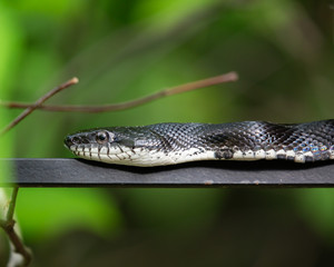 Black Rat Snake