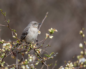 Mockingbird