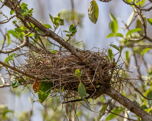 Old bird nest in tree.