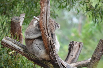 Koala sleeping close up fur tree Australia marsupial gum tree