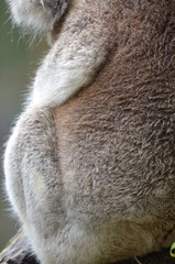 Fototapeta premium Koala sleeping close up fur tree Australia marsupial gum tree