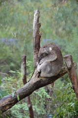 Koala sleeping close up fur tree Australia marsupial gum tree