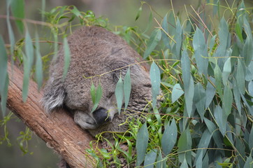 Koala sleeping close up fur tree Australia marsupial gum tree