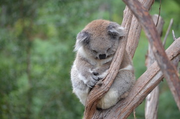 Koala sleeping close up fur tree Australia marsupial gum tree