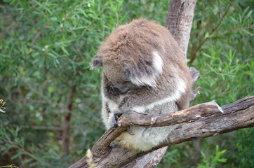 Koala sleeping close up fur tree Australia marsupial gum tree