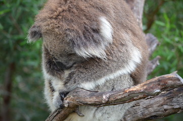 Koala sleeping close up fur tree Australia marsupial gum tree