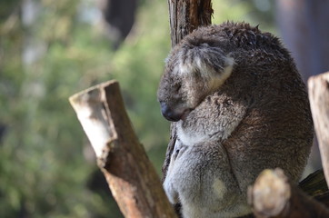 Koala sleeping close up fur tree Australia marsupial gum tree