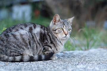A cute little tabby cat sitting on a stone wall