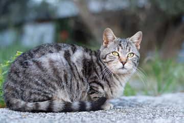 A cute little tabby cat sitting on a stone wall