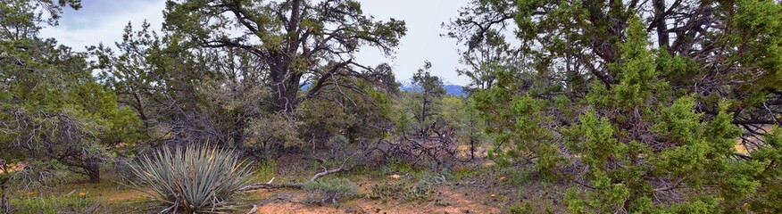 Snow Canyon Overlook, views from the Red Mountain Wilderness hiking trail head, State Park, St George, Utah, United States 